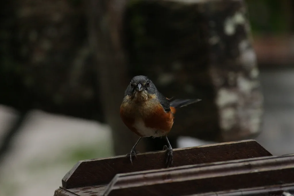 红腰歌鹀(Microspingus lateralis)
