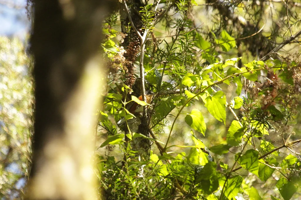红腰歌鹀(Microspingus lateralis)