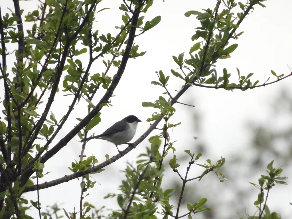 黑顶歌鹀(Microspingus melanoleucus)