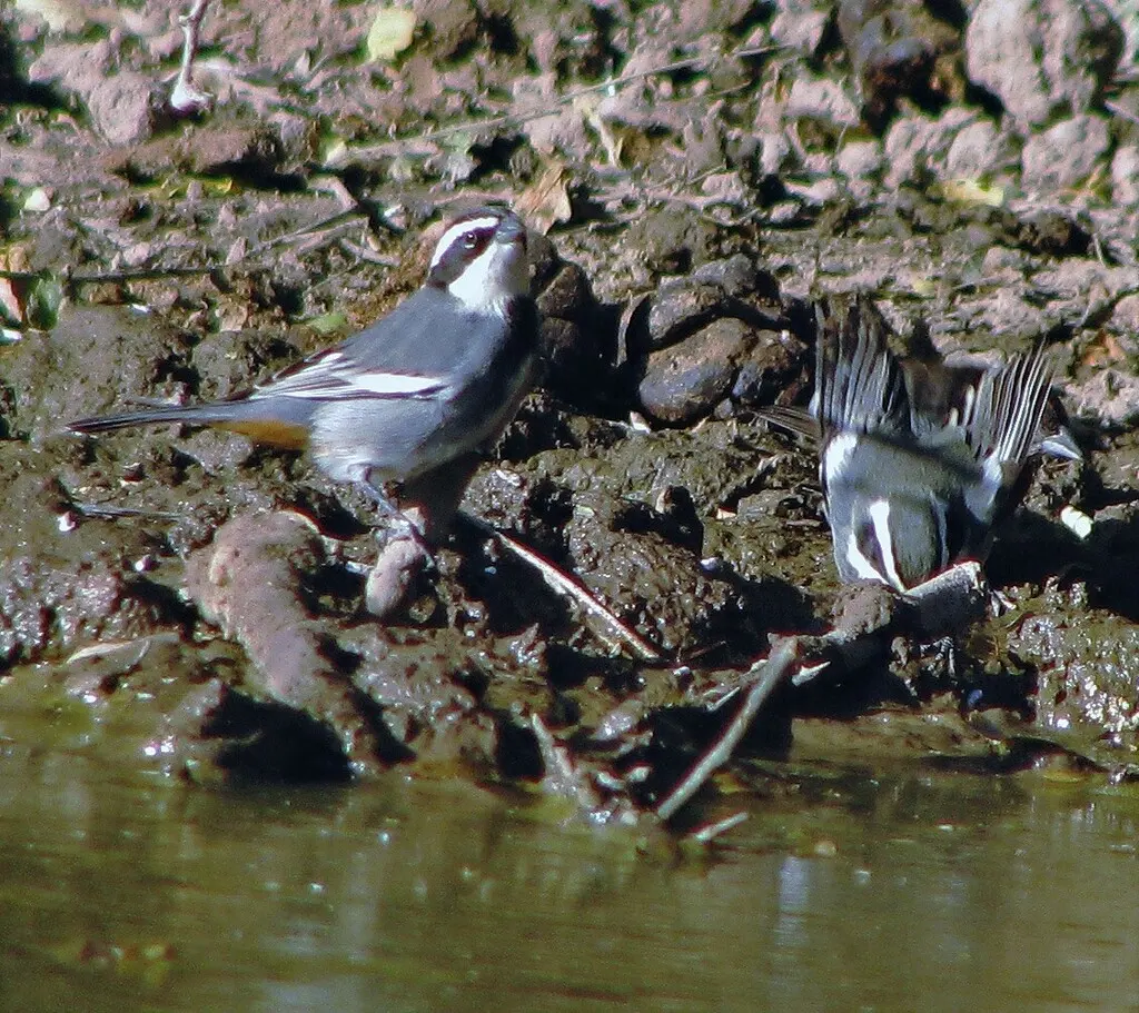 黑领歌鹀(Microspingus torquatus)