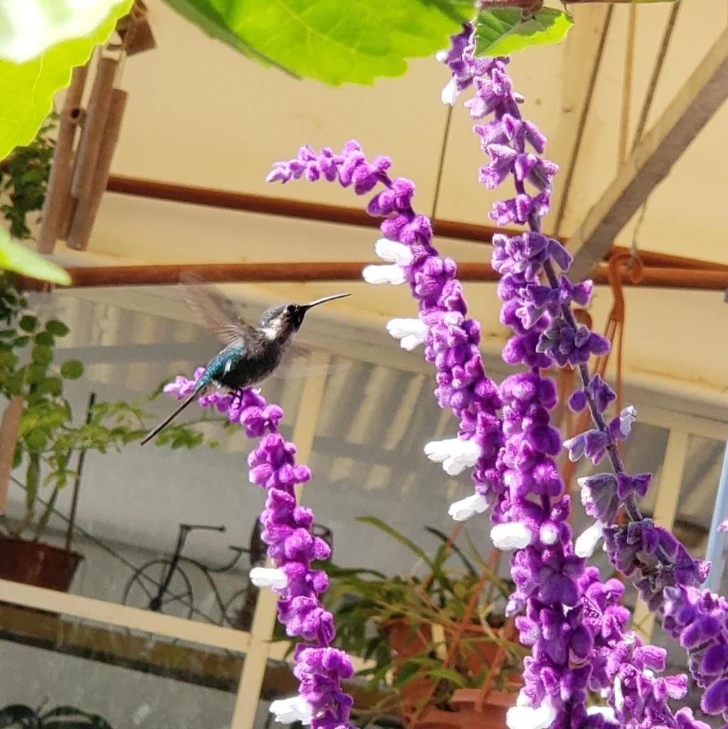 细尾林星蜂鸟(Microstilbon burmeisteri)