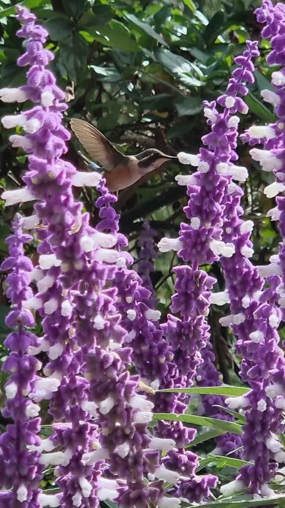 细尾林星蜂鸟(Microstilbon burmeisteri)