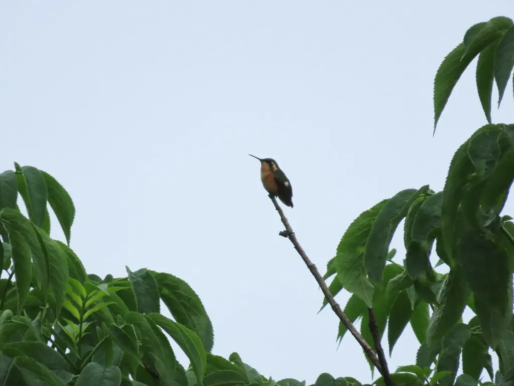 细尾林星蜂鸟(Microstilbon burmeisteri)