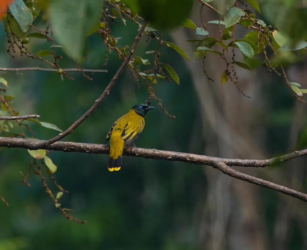 黑头鹎(Microtarsus melanocephalos)