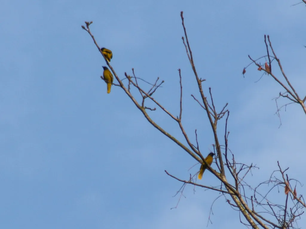 黑头鹎(Microtarsus melanocephalos)
