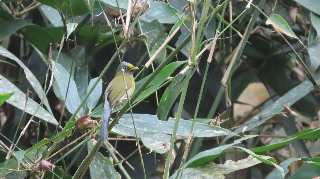 灰头鹎(Microtarsus priocephalus)