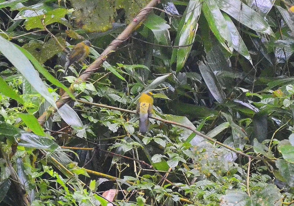 灰头鹎(Microtarsus priocephalus)