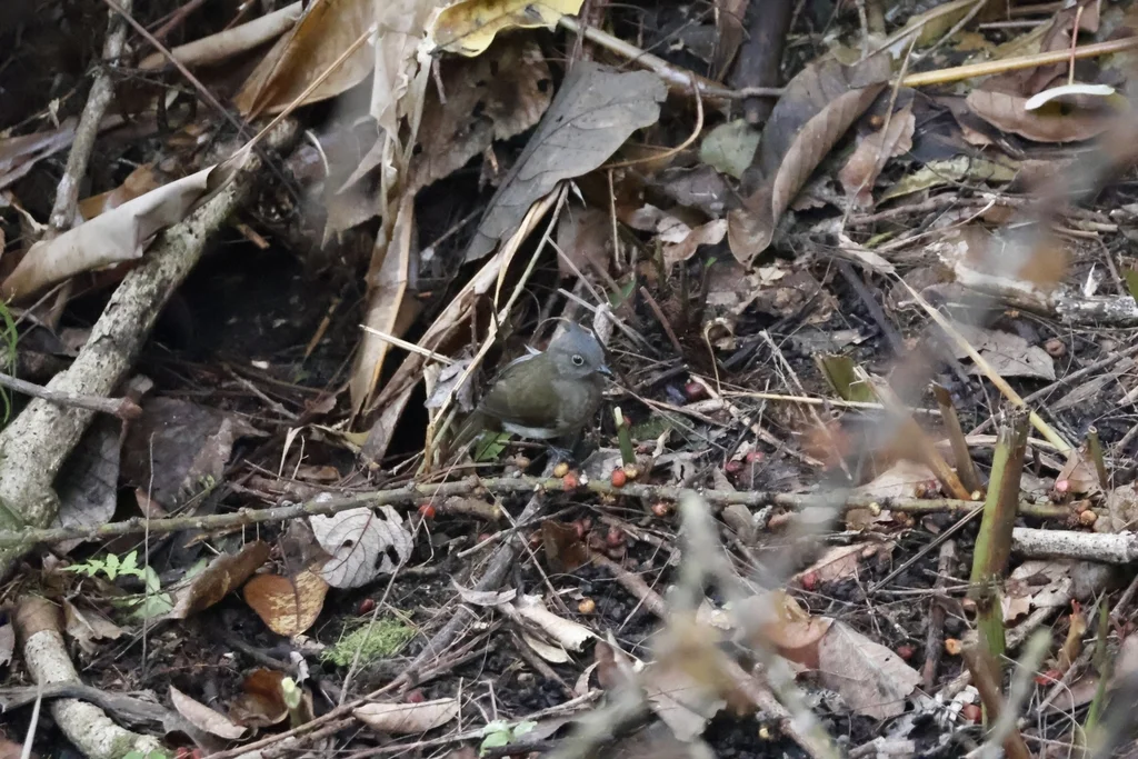 黄肉垂鹎(Microtarsus urostictus)