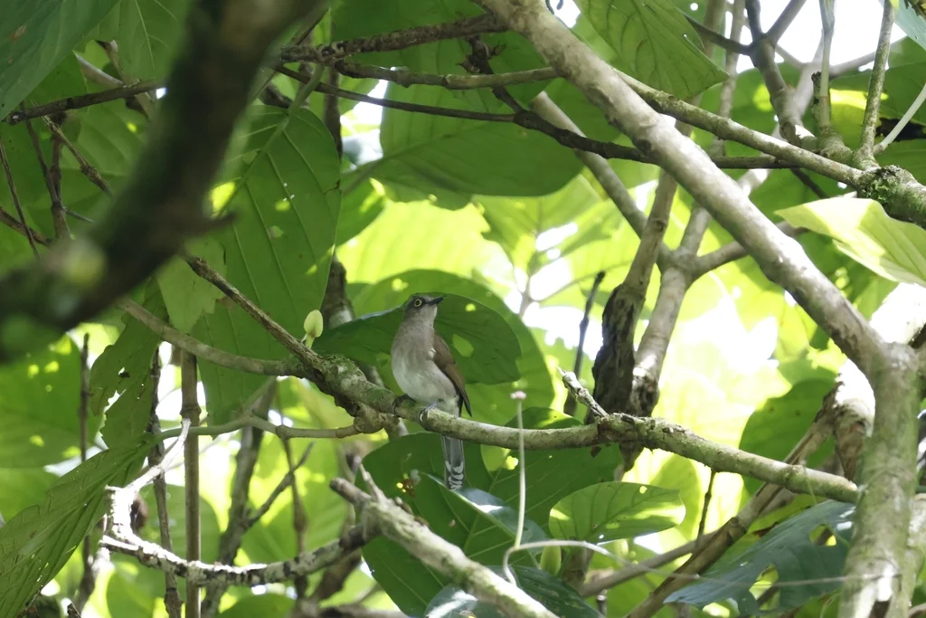 黄肉垂鹎(Microtarsus urostictus)