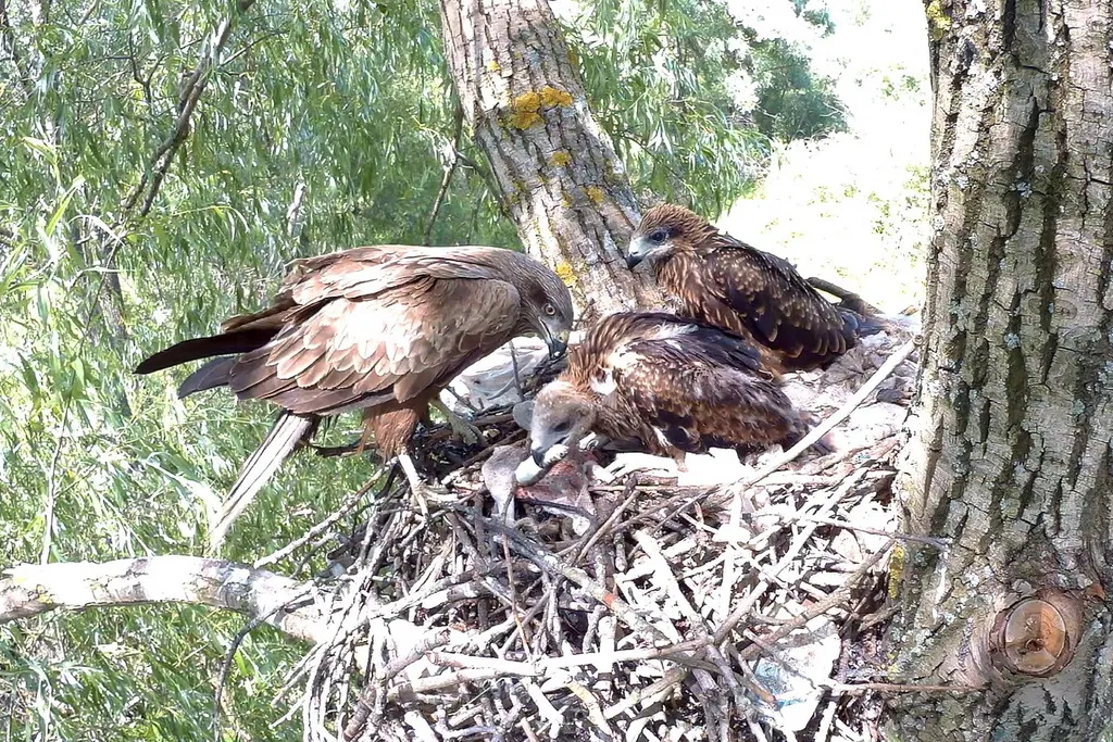 黑鸢(Milvus migrans)