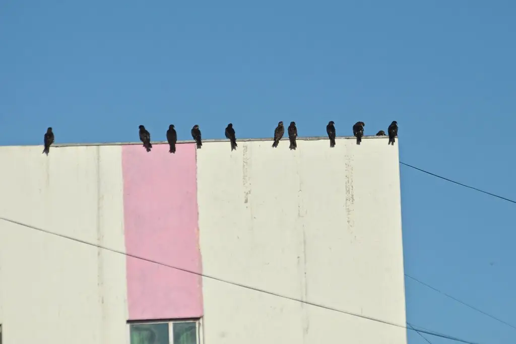 黑鸢(Milvus migrans)