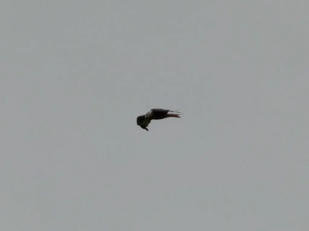 赤鸢(Milvus milvus)