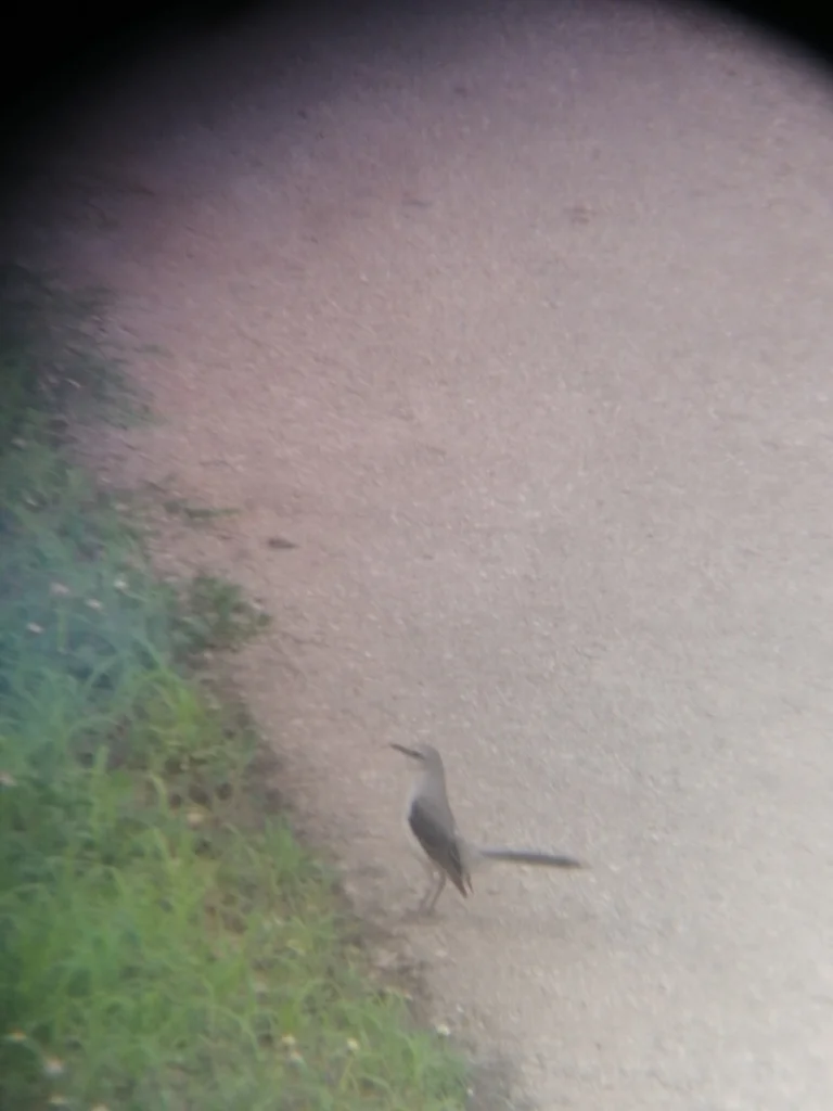 热带小嘲鸫(Mimus gilvus)