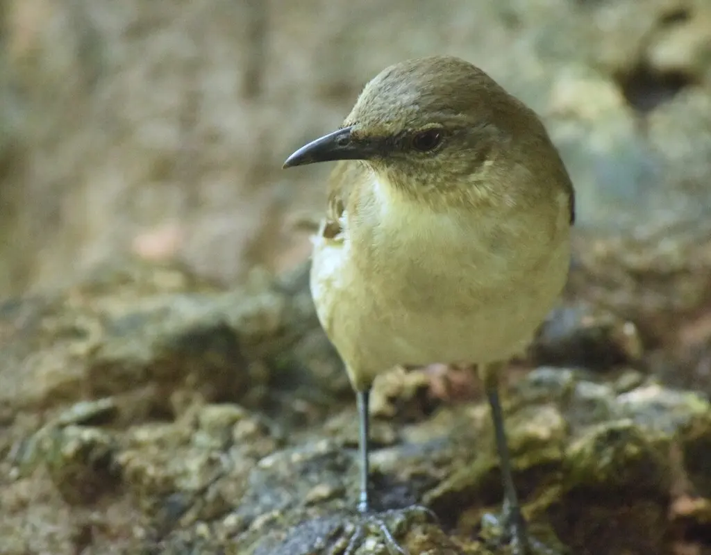 索科罗嘲鸫(Mimus graysoni)