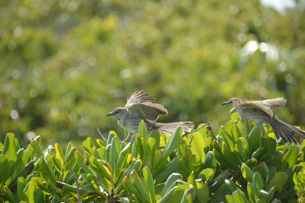 巴哈马小嘲鸫(Mimus gundlachii)
