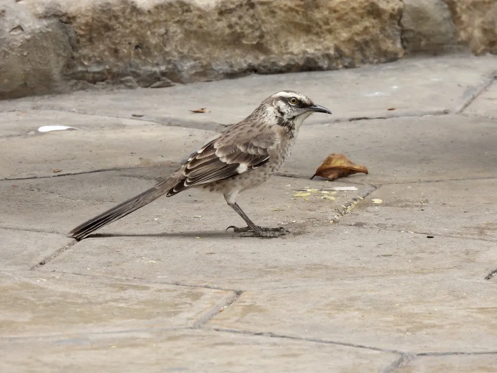 长尾小嘲鸫(Mimus longicaudatus)