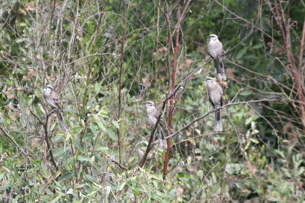 长尾小嘲鸫(Mimus longicaudatus)