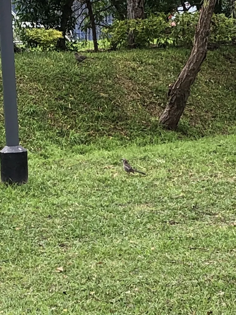 长尾小嘲鸫(Mimus longicaudatus)