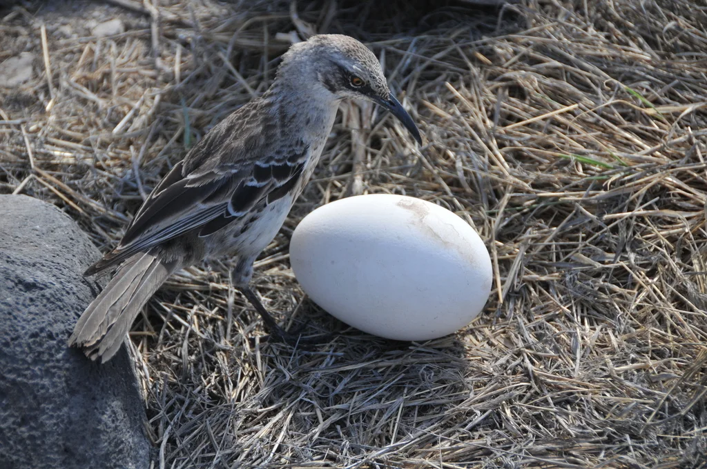 冠嘲鸫(Mimus macdonaldi)
