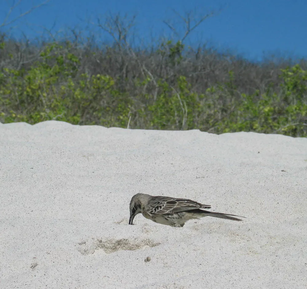冠嘲鸫(Mimus macdonaldi)