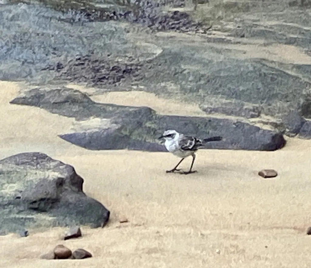 圣岛嘲鸫(Mimus melanotis)