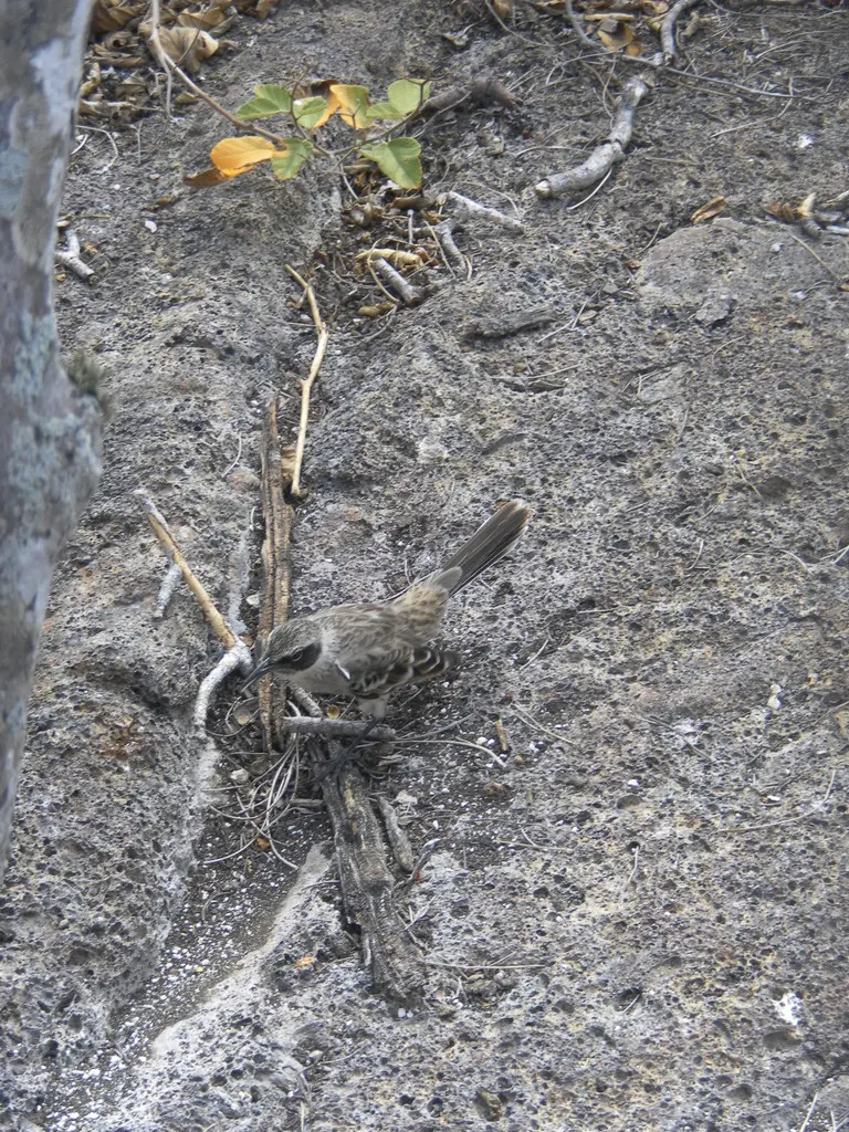 加岛嘲鸫(Mimus parvulus)