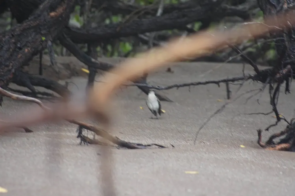 加岛嘲鸫(Mimus parvulus)