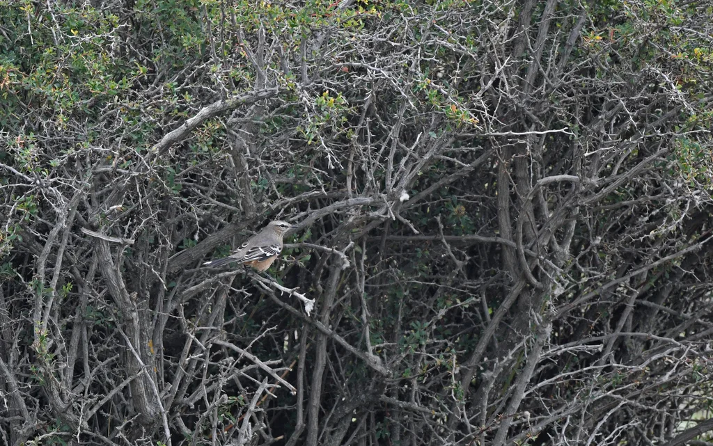 南美小嘲鸫(Mimus patagonicus)