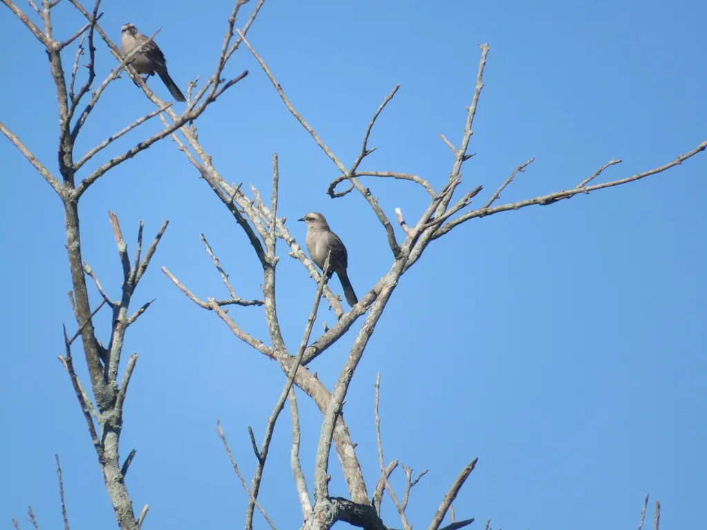 淡褐小嘲鸫(Mimus saturninus)