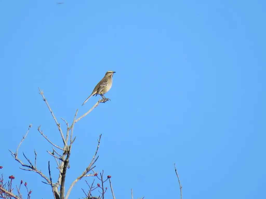 智利小嘲鸫(Mimus thenca)