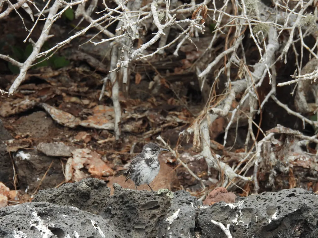 查尔斯嘲鸫(Mimus trifasciatus)