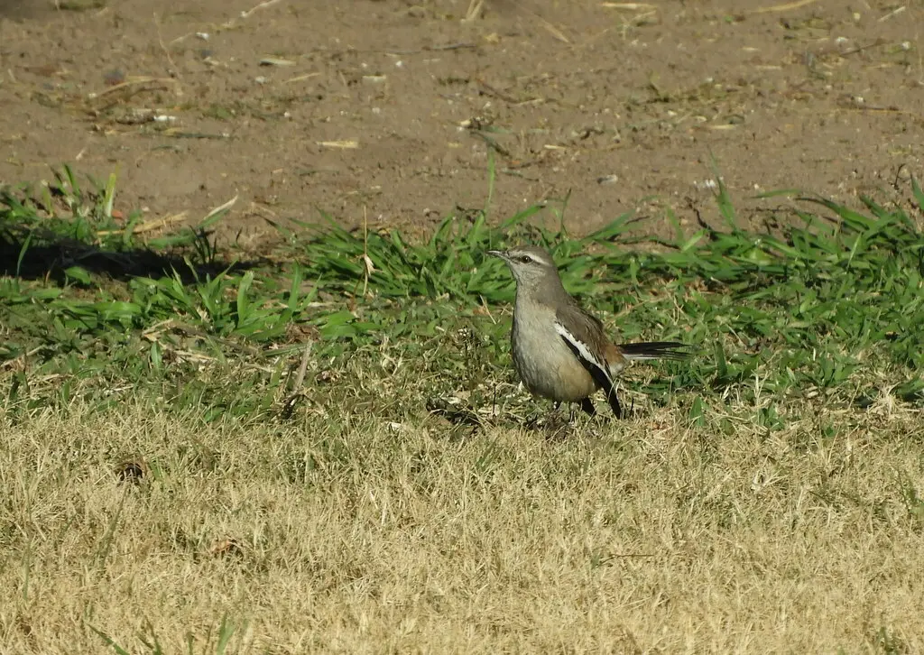白斑小嘲鸫(Mimus triurus)