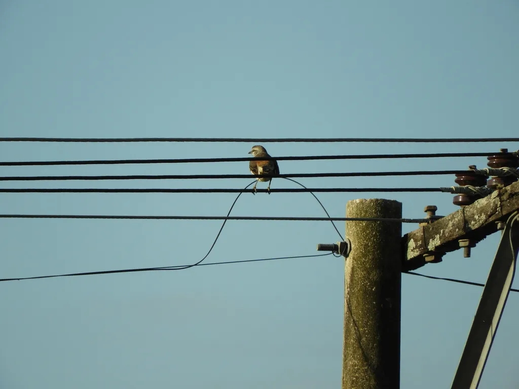 白斑小嘲鸫(Mimus triurus)