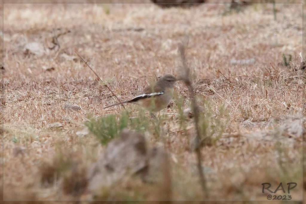 白斑小嘲鸫(Mimus triurus)