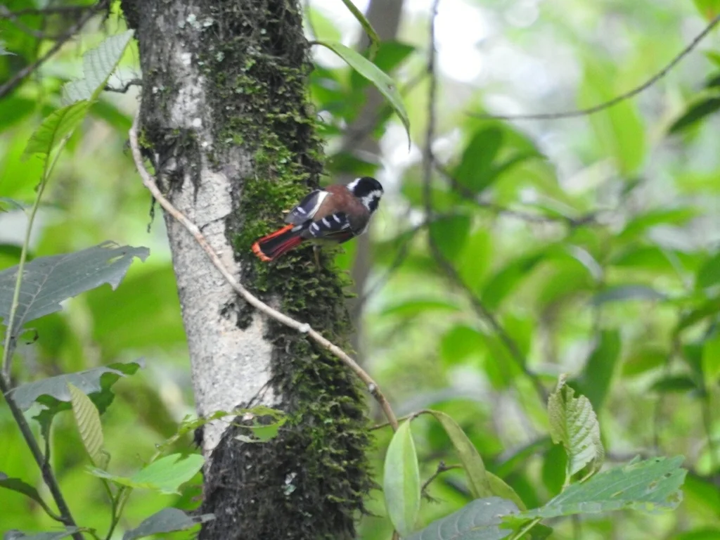 火尾希鹛(Minla ignotincta)