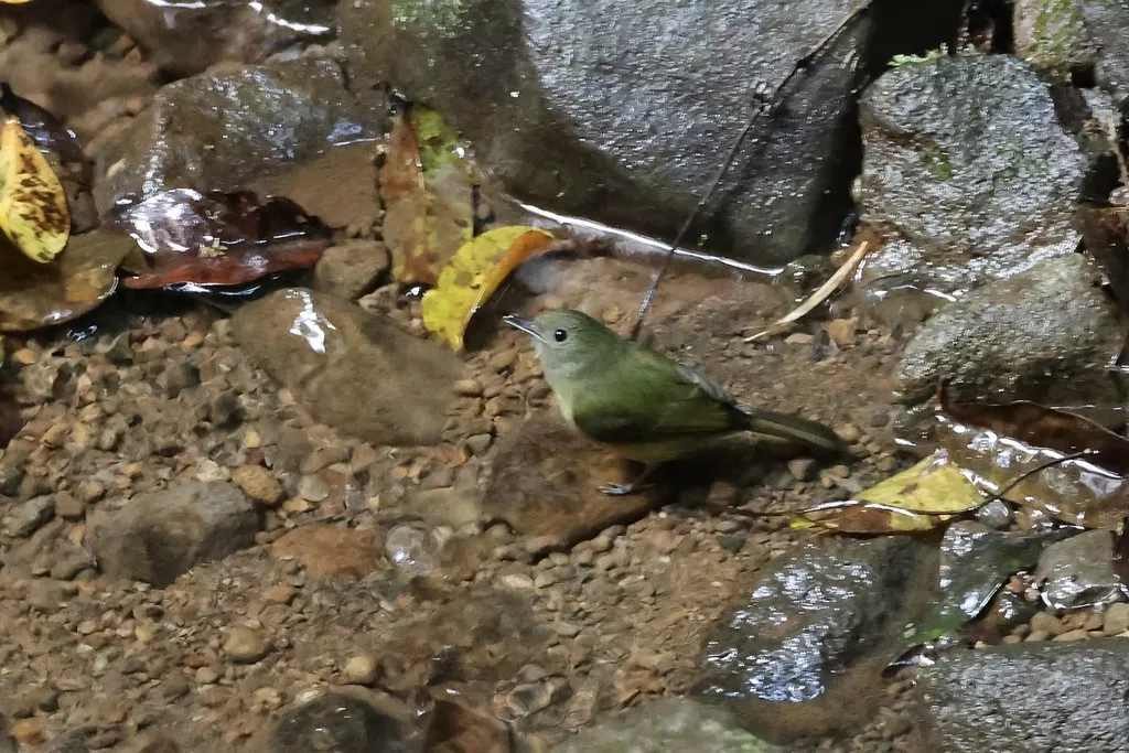 赭腹霸鹟(Mionectes oleagineus)