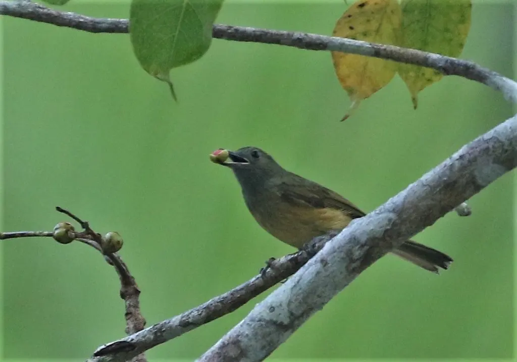 赭腹霸鹟(Mionectes oleagineus)