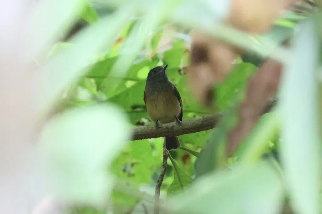 赭腹霸鹟(Mionectes oleagineus)
