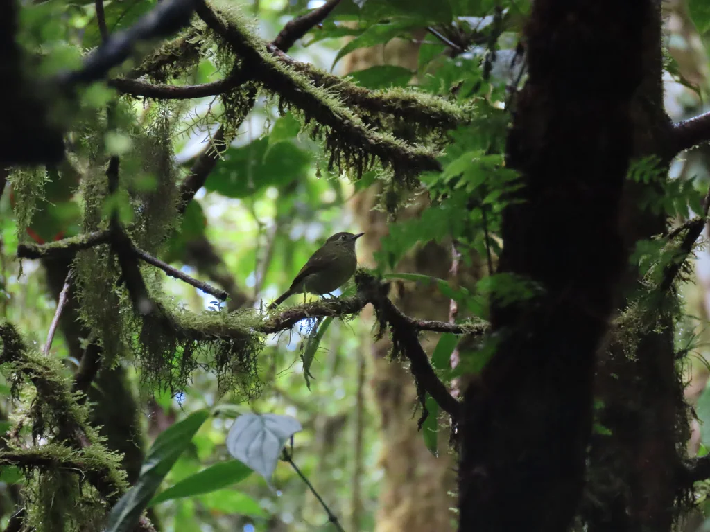 灰橄榄绿纹霸鹟(Mionectes olivaceus)
