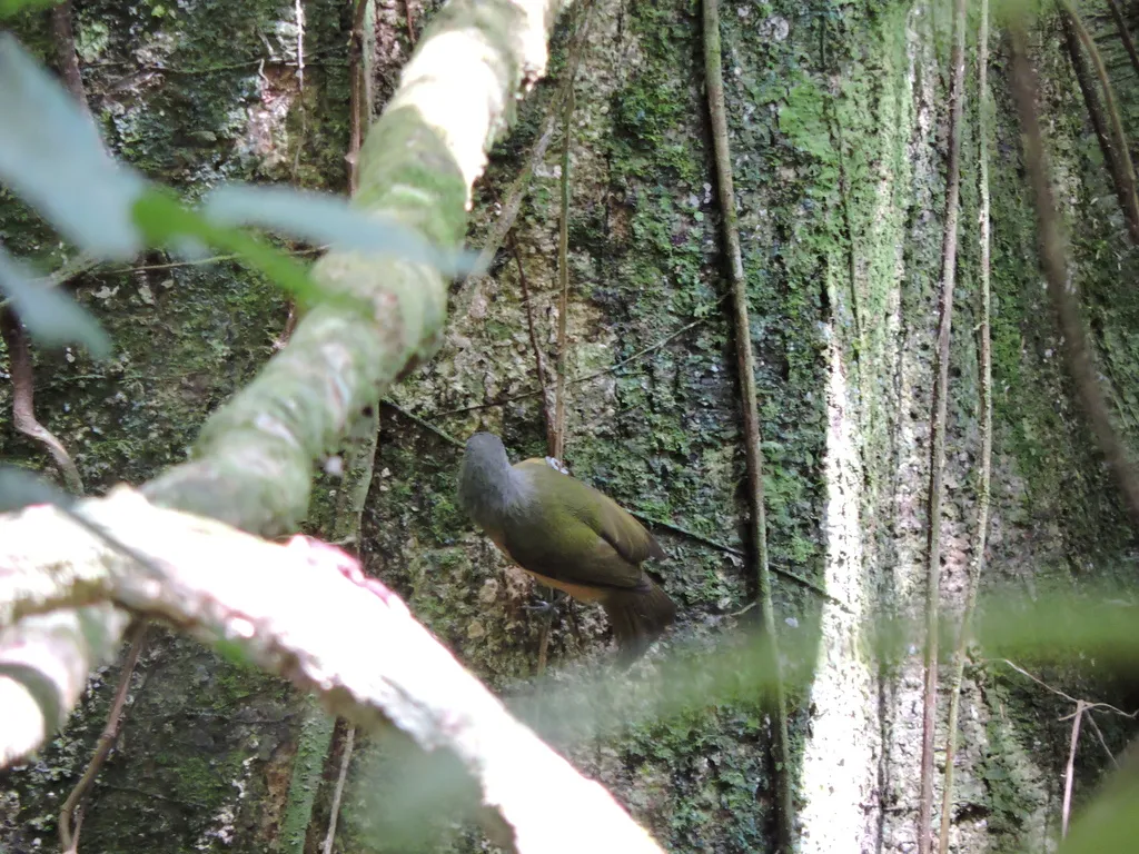 灰冠霸鹟(Mionectes rufiventris)
