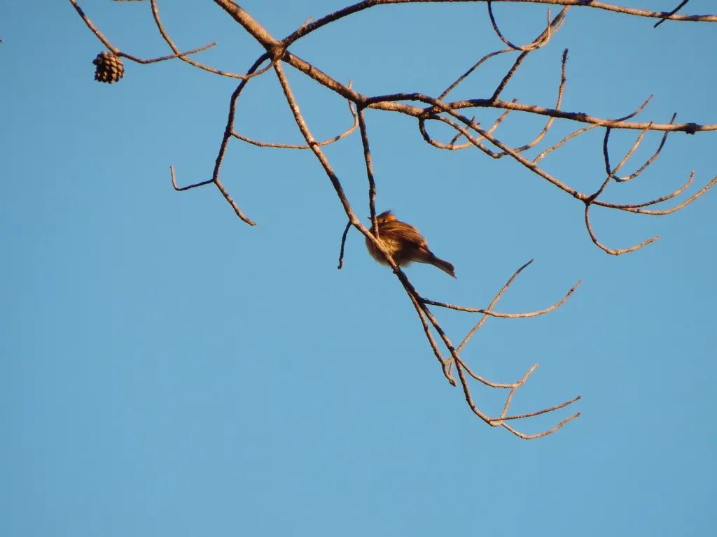 领霸鹟(Mitrephanes phaeocercus)