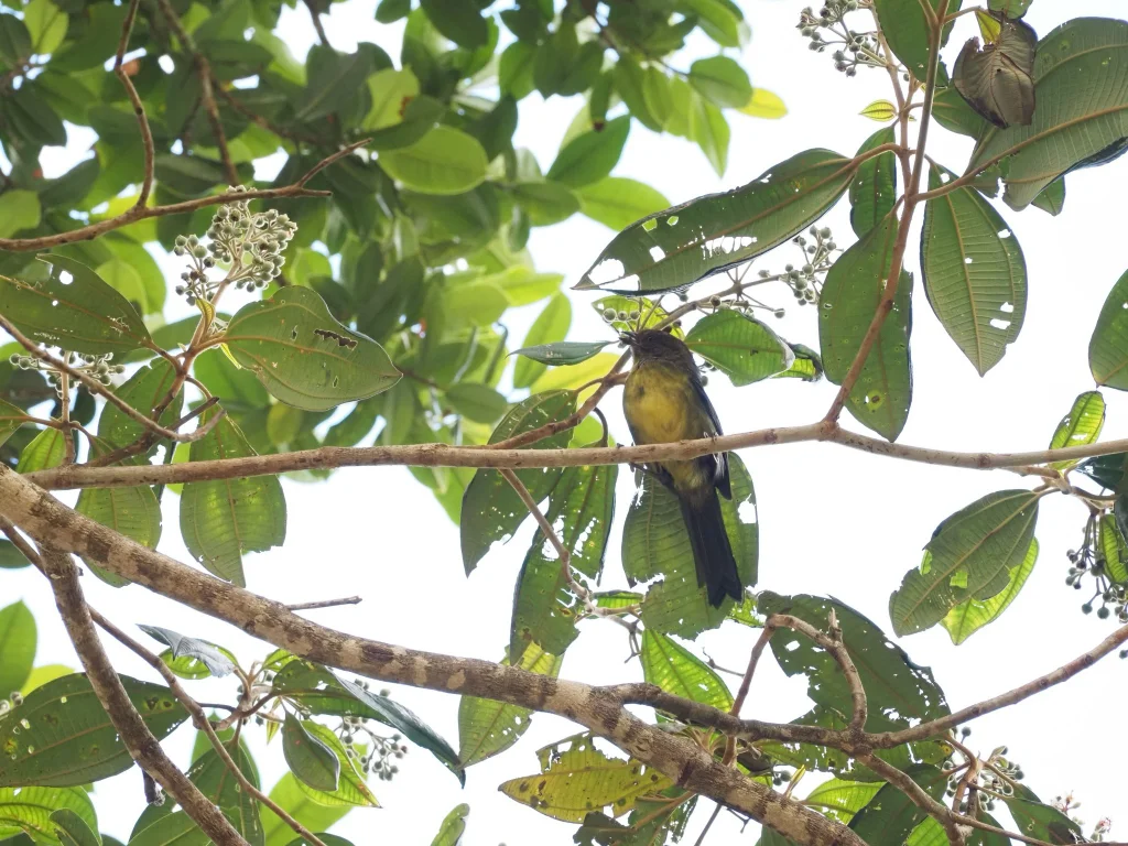 绿背唐纳雀(Mitrospingus oleagineus)
