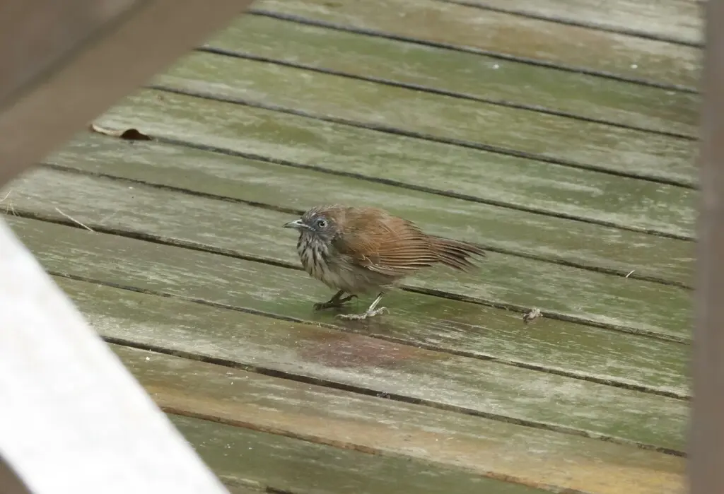 宽纹胸鹛(Mixornis bornensis)