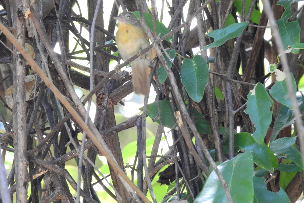 黄领纹胸鹛(Mixornis flavicollis)