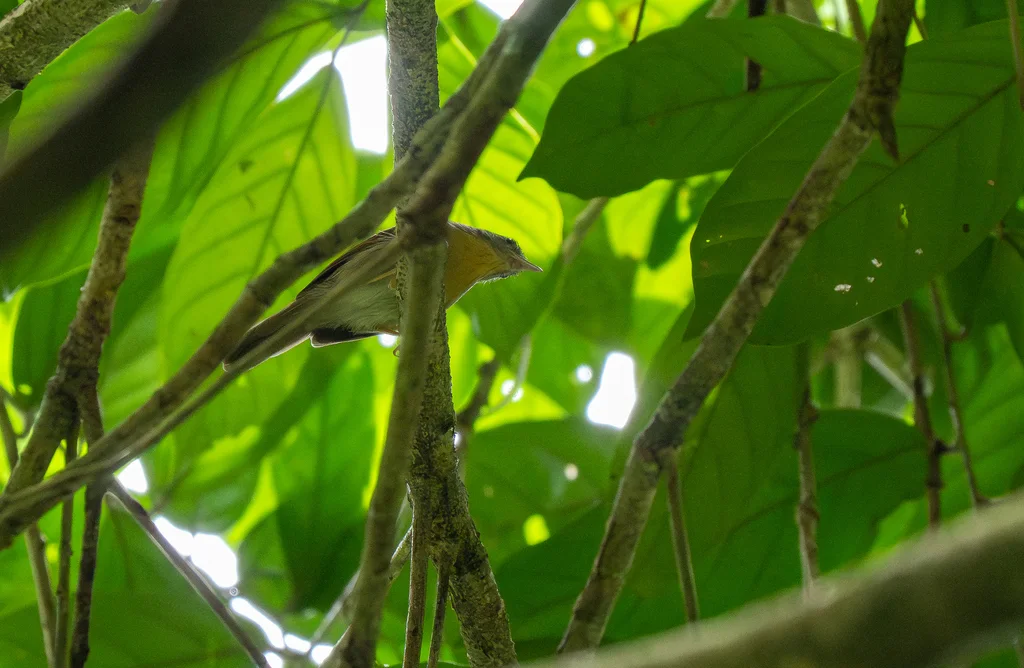 黄领纹胸鹛(Mixornis flavicollis)
