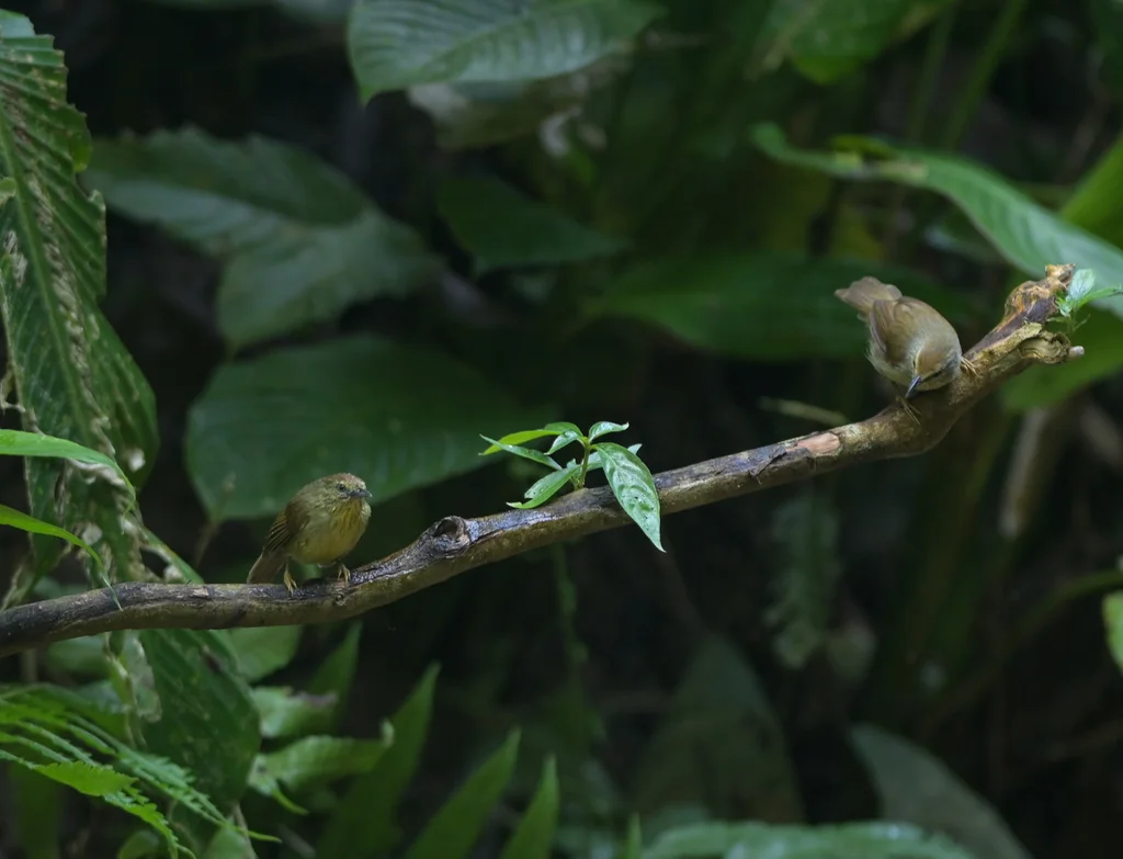 纹胸鹛（Mixornis gularis）