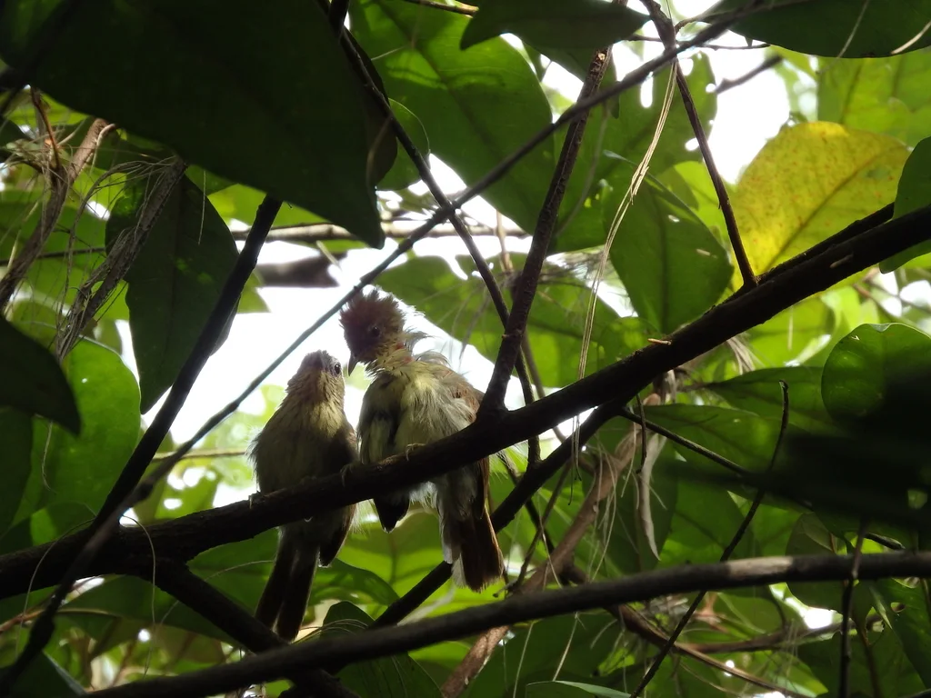 纹胸鹛（Mixornis gularis）