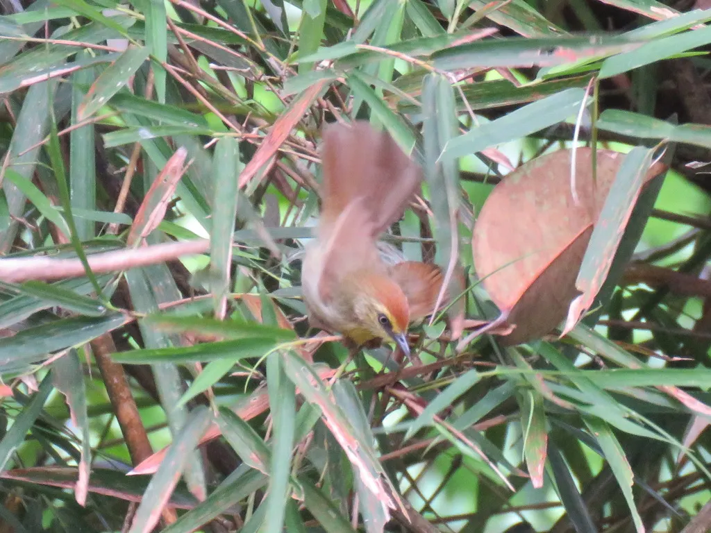 纹胸鹛（Mixornis gularis）