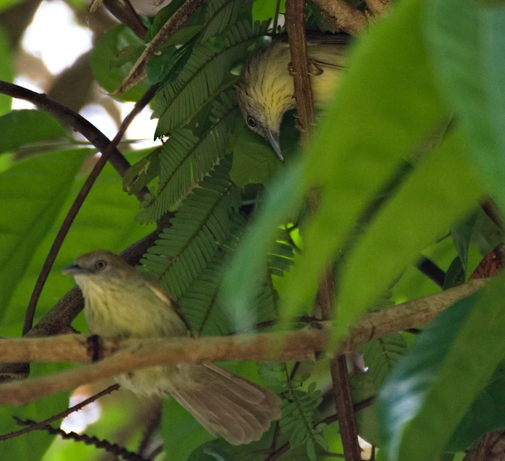 灰脸纹胸鹛(Mixornis kelleyi)