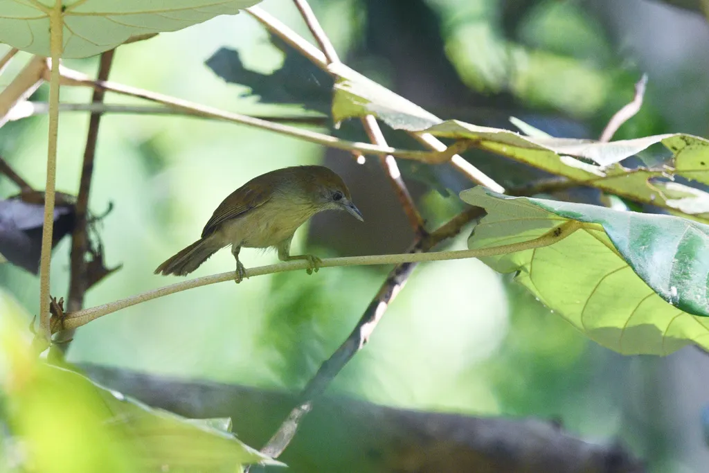灰脸纹胸鹛(Mixornis kelleyi)